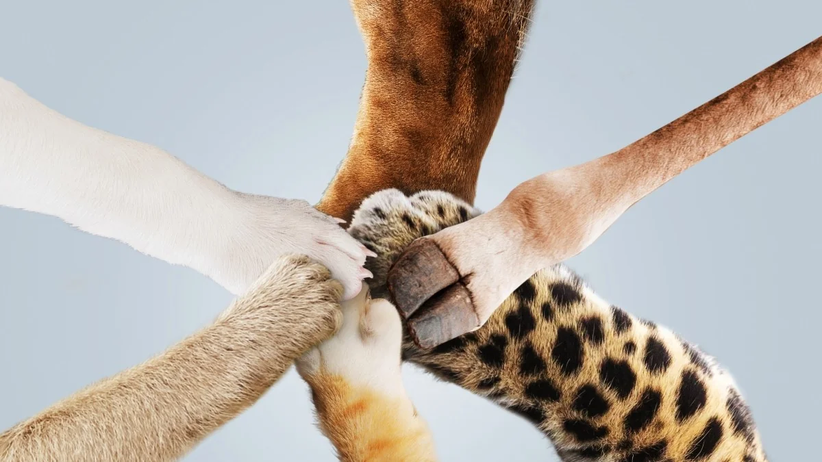 Vinte anos de Corriere Animali: celebrar, iluminar e seguir cuidando da natureza