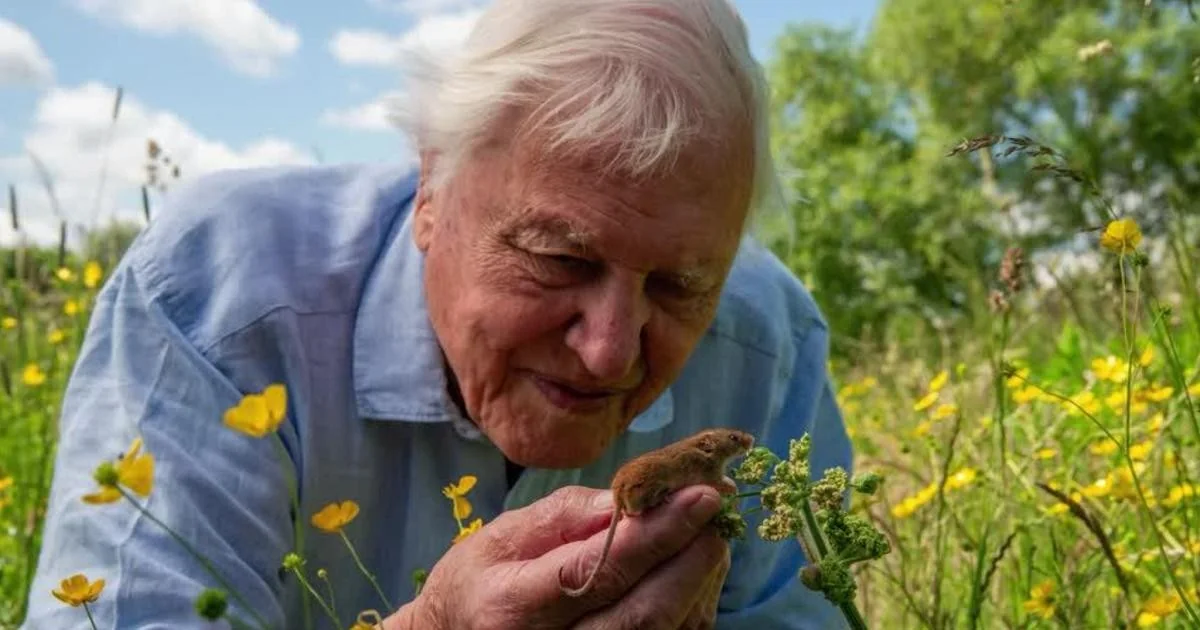 David Attenborough aos 100 anos: o narrador que iluminou nosso olhar sobre a Terra