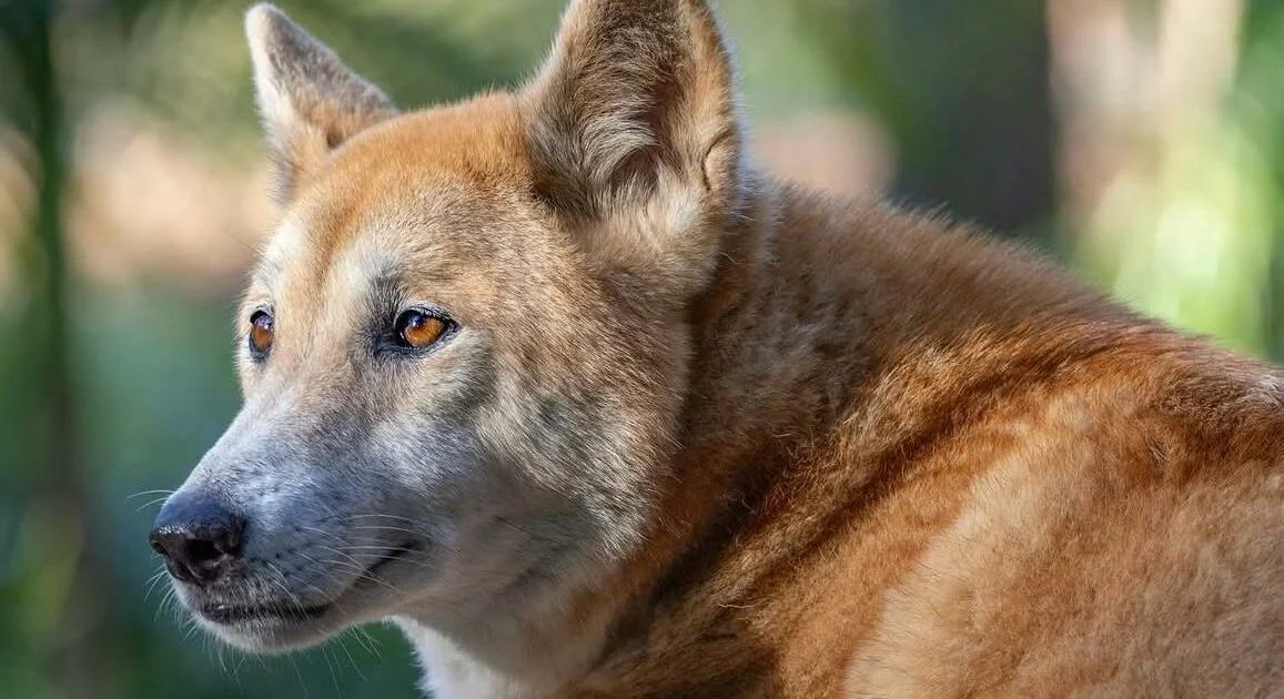 Dingo sepultado em ritual milenar no Kinchega revela vínculo profundo com os Barkindji
