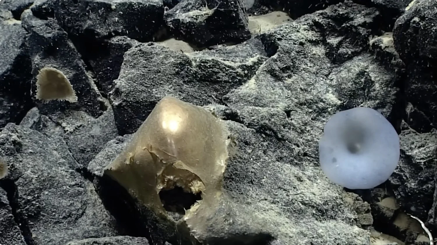 Mistério da esfera dourada encontrada nos abismos do Alasca é desvendado: é resíduo de anêmona gigante