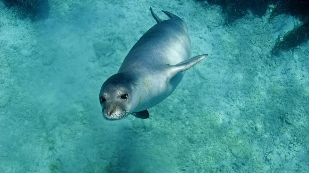 Foca-monja retorna de forma estável ao Tirreno: confirmação por DNA ambiental
