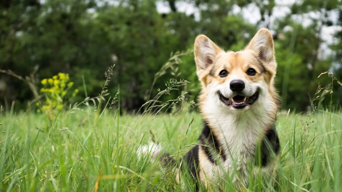 Forasacchi: como proteger seu cão das perigosas espigas de grama na primavera