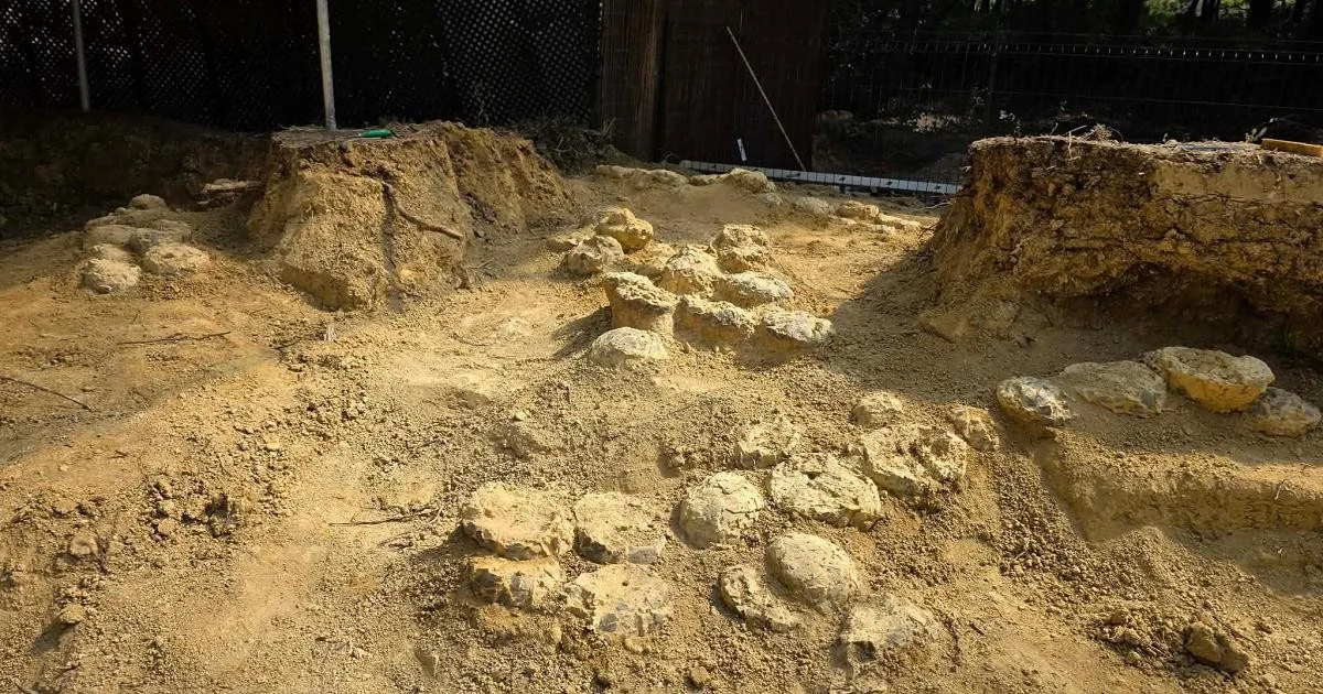 França encontra cerca de 100 ovos de dinossauro de 72 milhões de anos no Museu de Mèze