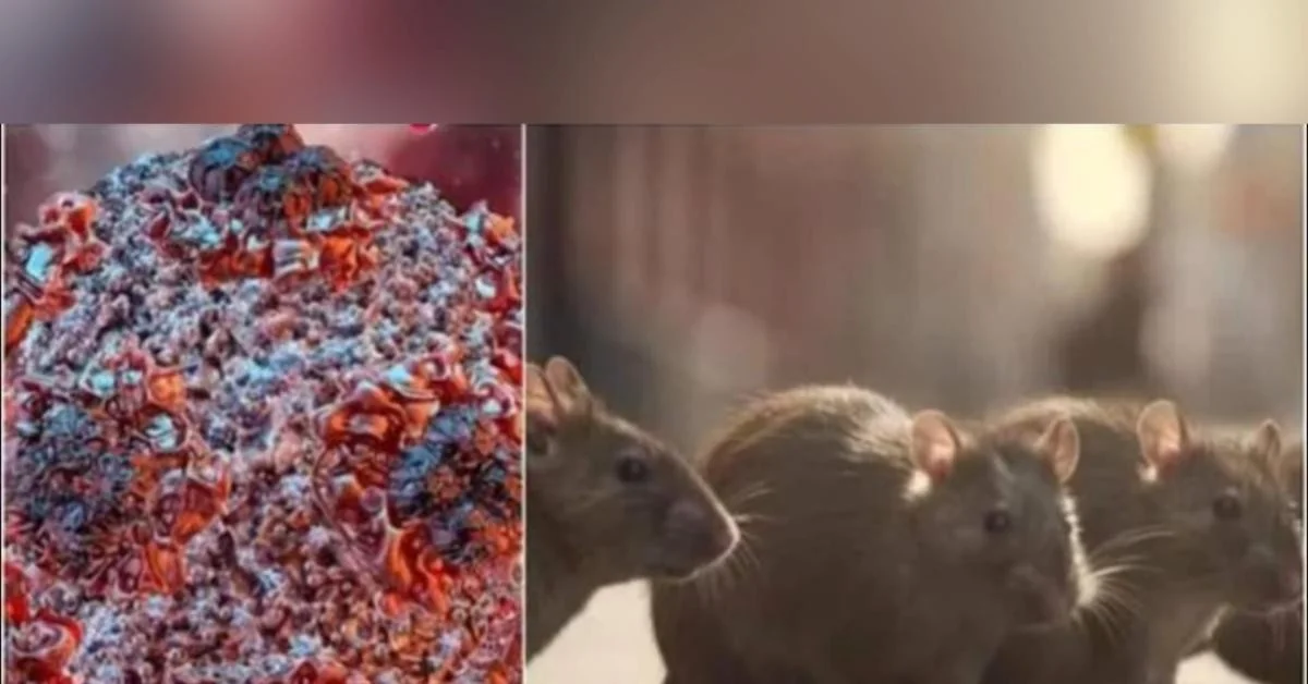 Hantavirus: mitos nas redes e a verdadeira origem do nome Hantan que desmonta o alarme