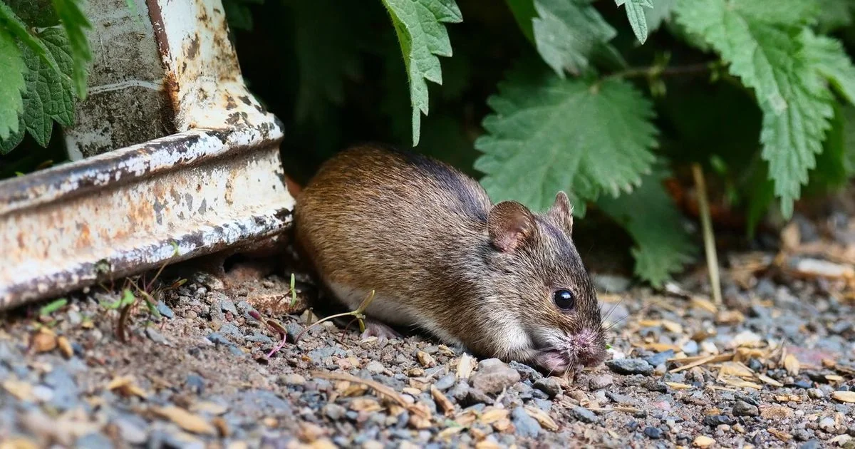 Além do Hantavirus: os riscos reais das doenças transmitidas por ratos e a necessidade de vigilância