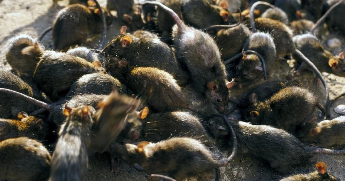 Hantavírus: o que é, como se transmite, sintomas e prevenção após surto em navio