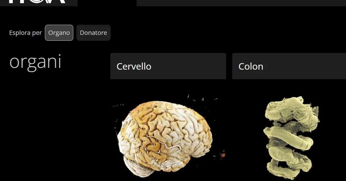 Human Organ Atlas: atlas digital 3D dos órgãos humanos disponível como 'Google Earth' da anatomia