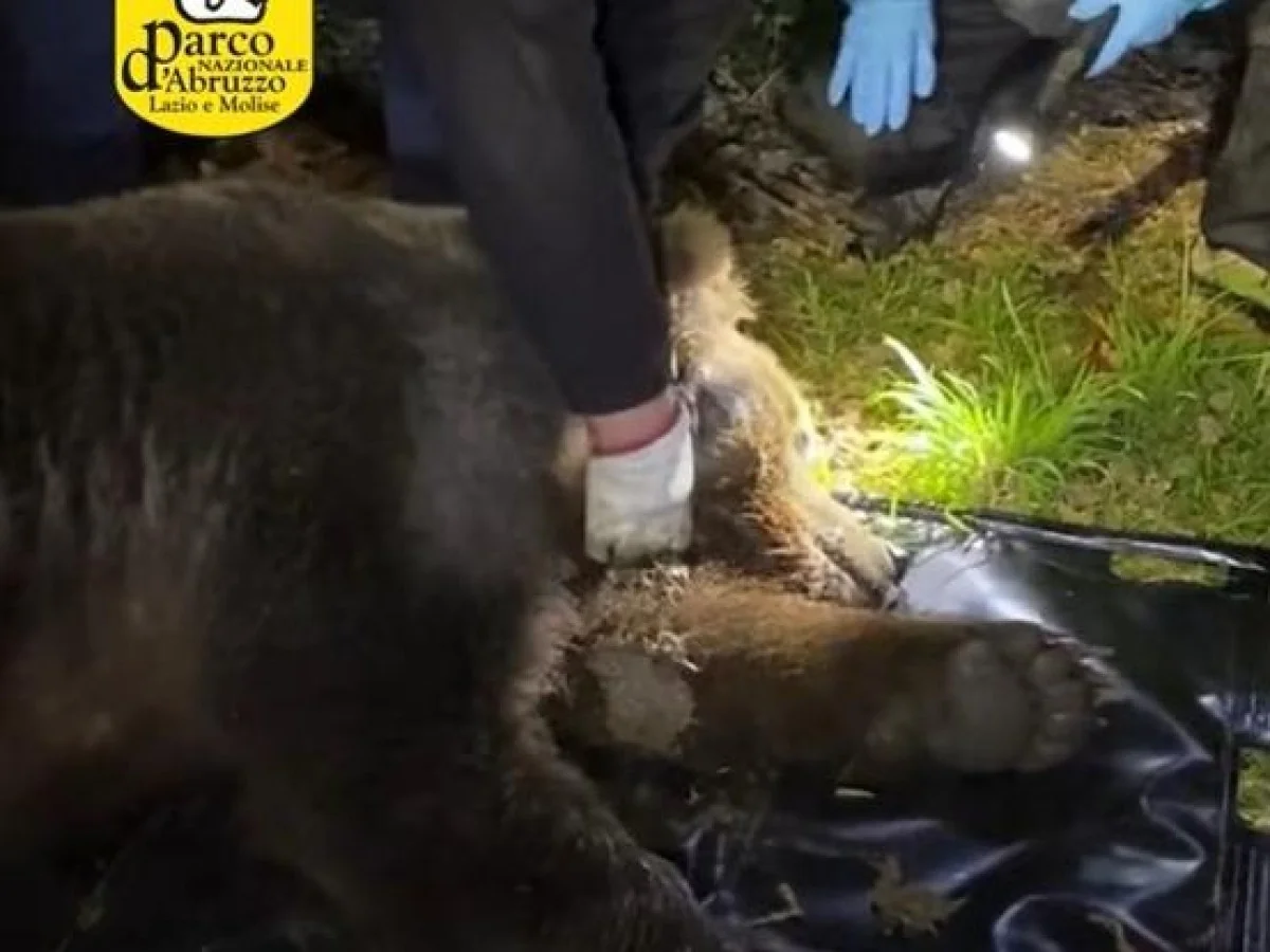 Libero: o urso marsicano salvo de um laço de aço em Civitella Roveto