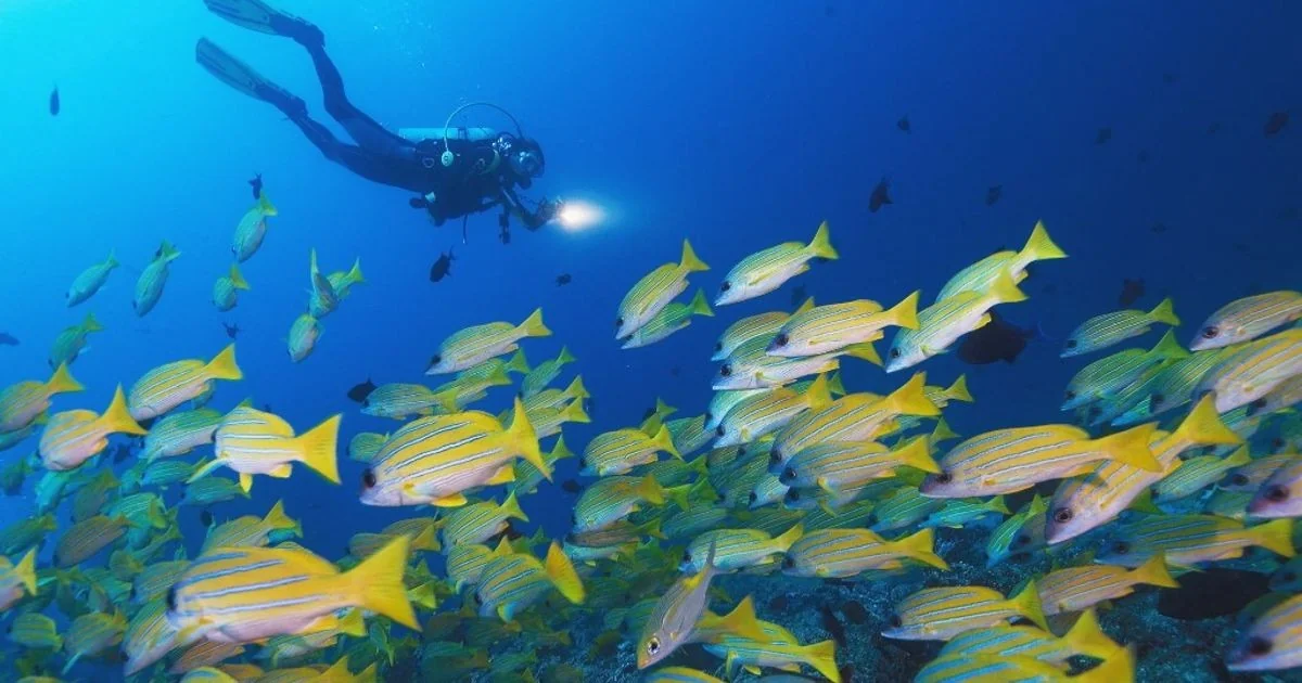 Tragédia nas Maldivas: mergulho fatal abala turismo e setor de mergulho