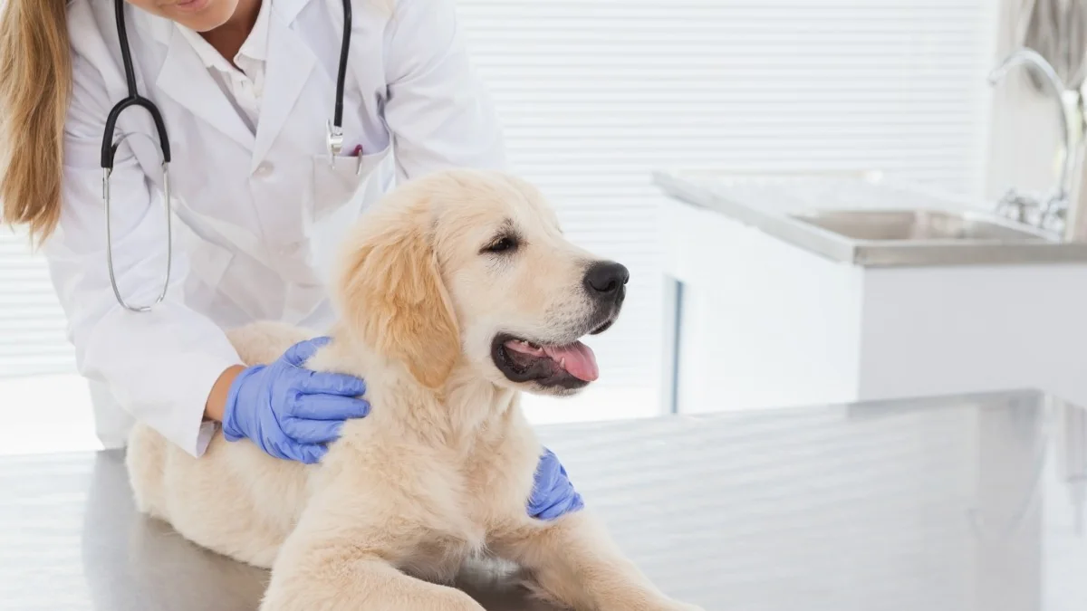 Metade dos pets na Itália não está protegida: custos e cultura freiam a vacinação e a prevenção
