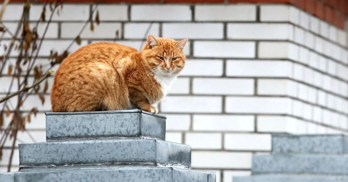 No Meyer de Florença, chega a pet therapy com o gato Pitagora