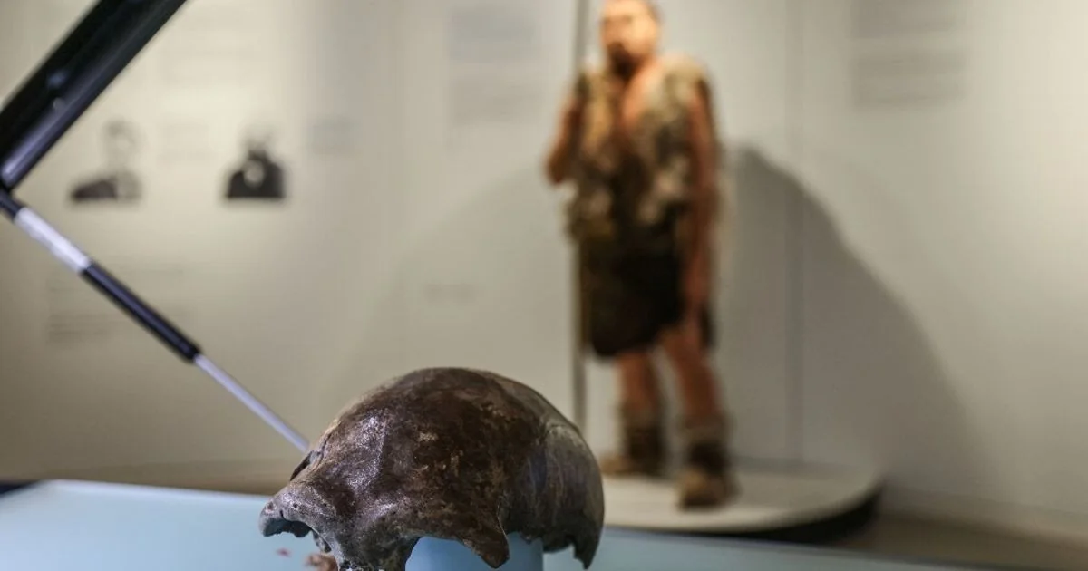 Neanderthal realizava tratamento dentário com ferramentas de pedra há 59 mil anos, diz estudo