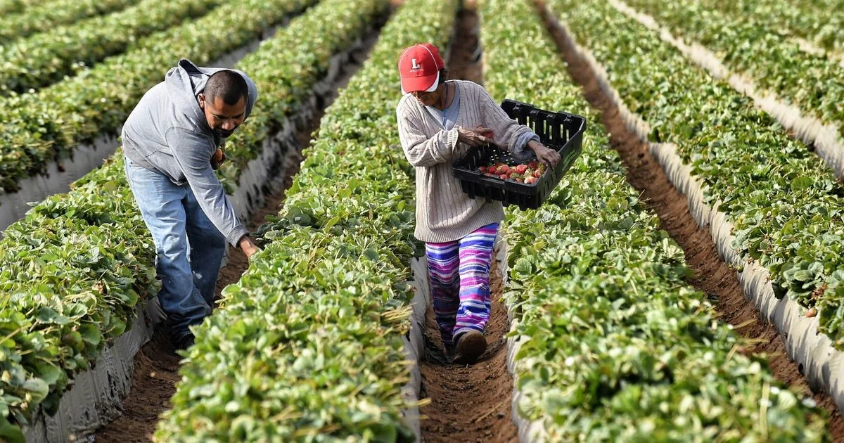 Rede transnacional de exploração agrícola: 12 presos em operação dos Carabinieri na Itália