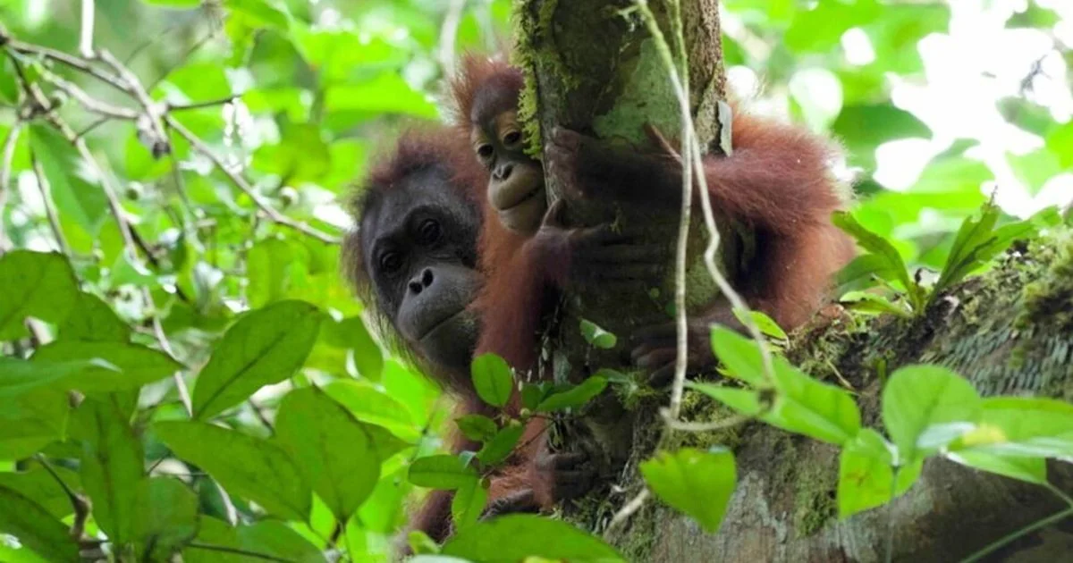 Estudo revela que orangotangos do Bornéu mamam por pelo menos seis anos e meio