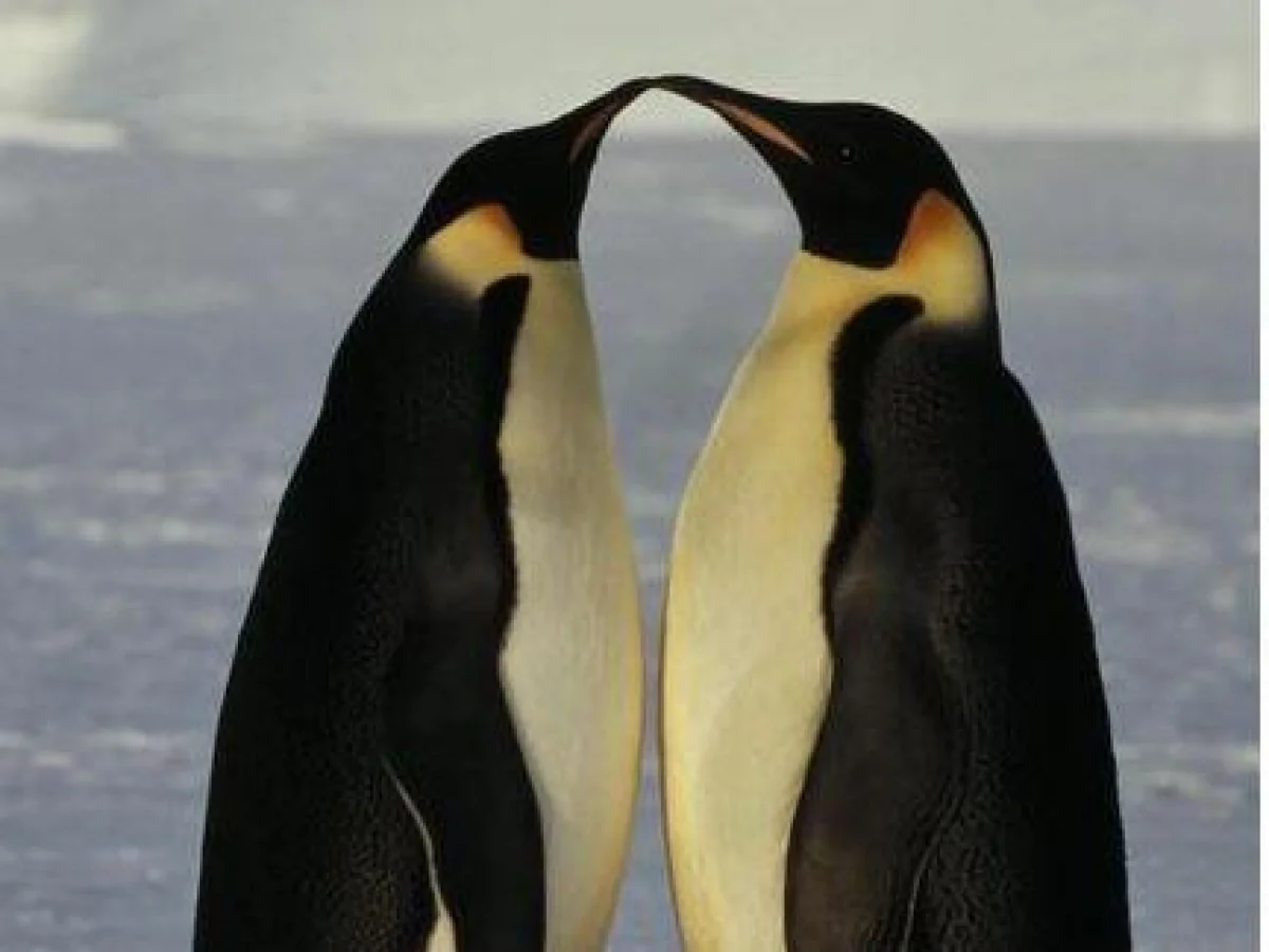 Pinguins imperador em risco: como a Antártida perde um de seus símbolos
