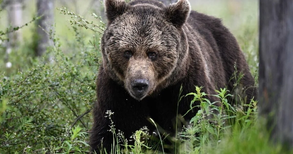 Primeira vítima fatal de urso em 2026 no Japão: investigação em Iwate e Yamagata