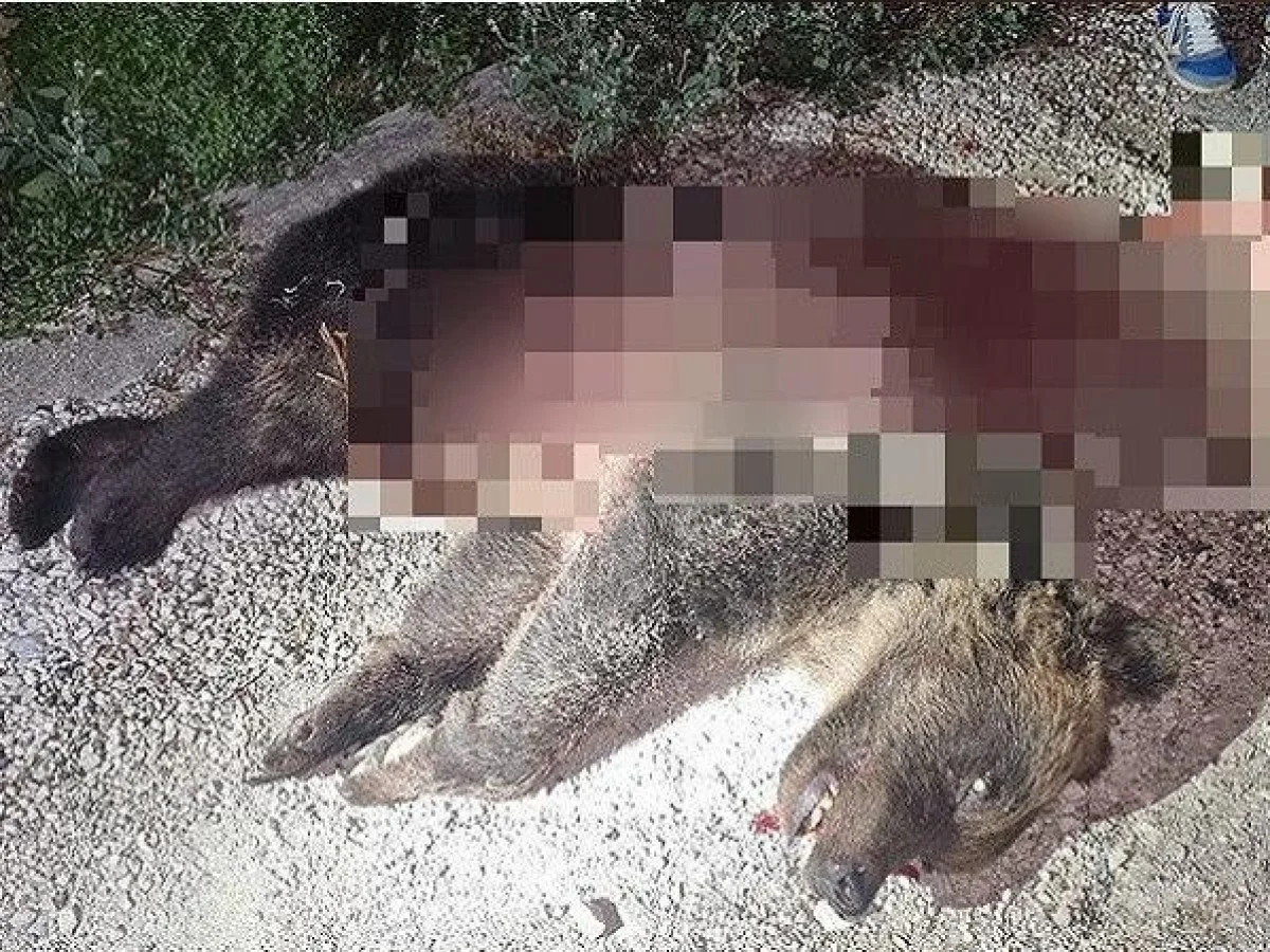 Processo pela morte da ursa Amarena é adiado novamente: audiência vai a 20 de maio