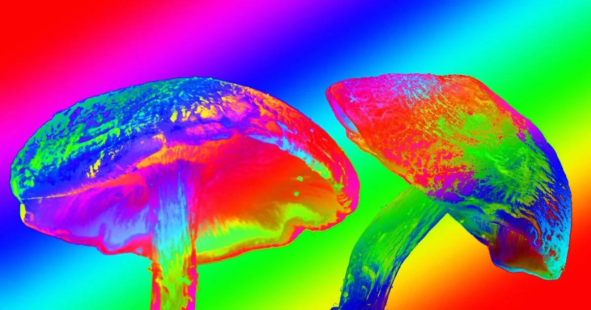 Estudo mostra que a psilocibina dos fungos alucinógenos altera o cérebro por até um mês