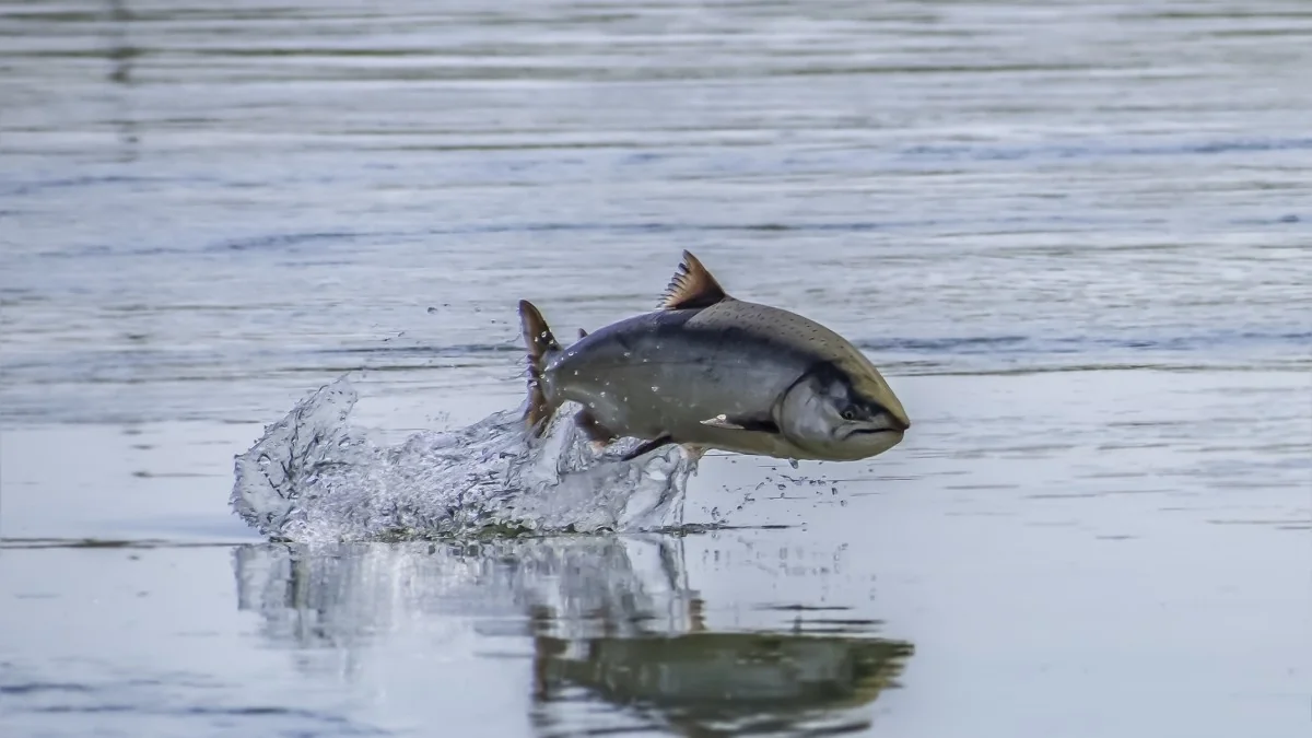 Salmões 'dopados' pela cocaína nadam mais e expõem risco à biodiversidade