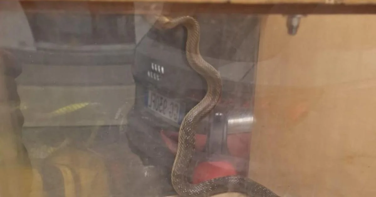 Serpente de dois metros é encontrado e contido em escola de Bolzano