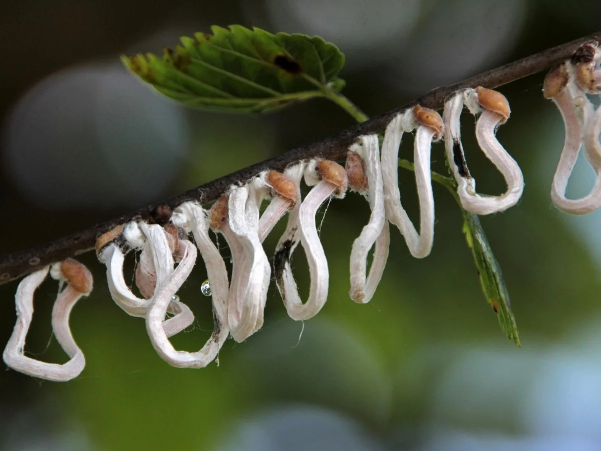 Takahashia japonica: a “senhora dos anéis” já chegou ao Norte da Itália e ameaça árvores urbanas