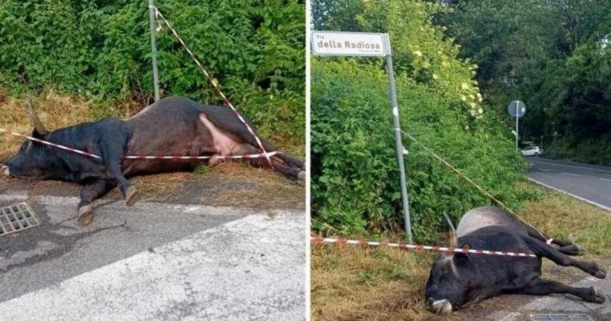 Touro selvagem atinge carro na Via dei Laghi; motorista escapa ileso, animal morre