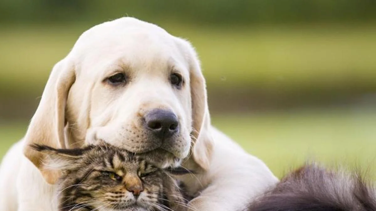UE aprova regras históricas para proteção de cães e gatos: microchip e bancos de dados nacionais