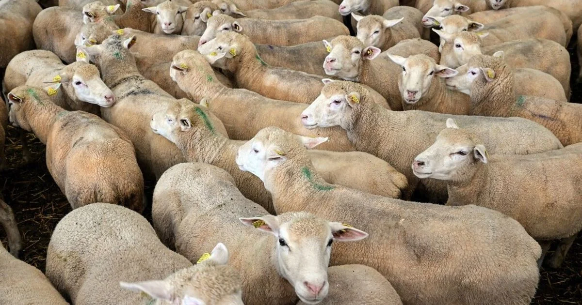 Estudo mostra transmissão do vírus aviário pelo leite ovino e alerta para risco em rebanhos