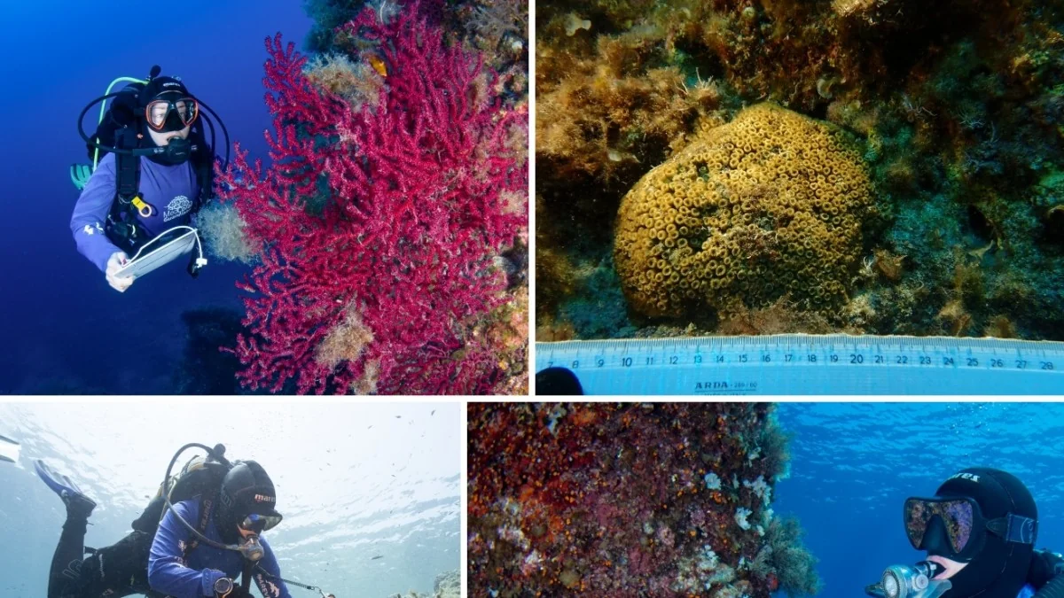 Aquecimento do mar ameaça corais do Mediterrâneo: resultados do projeto MedCoral Guardians