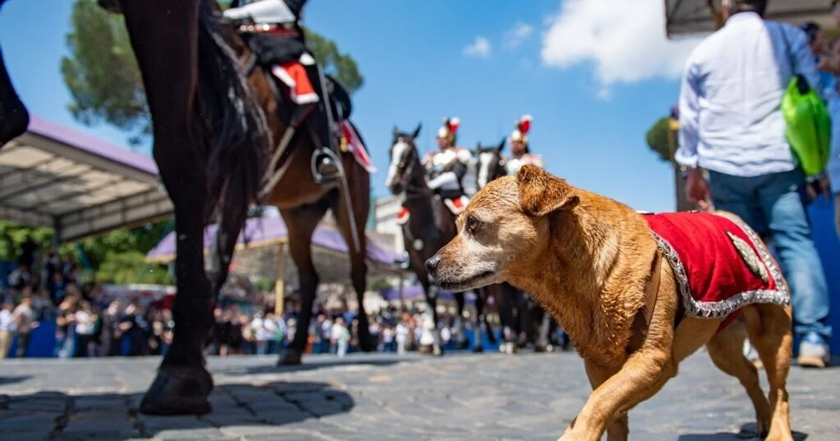 Briciola, a mascote dos Carabinieri, se aposenta após última parada no Quirinale