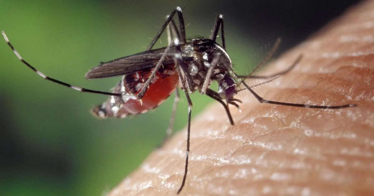 Calor eleva em 20% o risco de arboviroses por grau: o que isso significa para a Itália