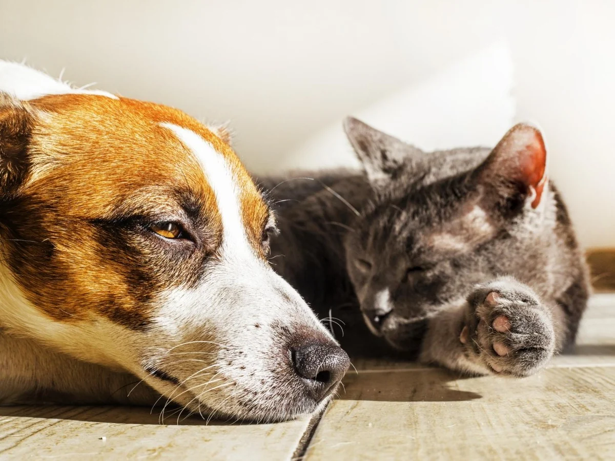 Calor extremo e pets: riscos cardíacos e respiratórios em cães e gatos — 10 medidas essenciais para evitar golpes de calor