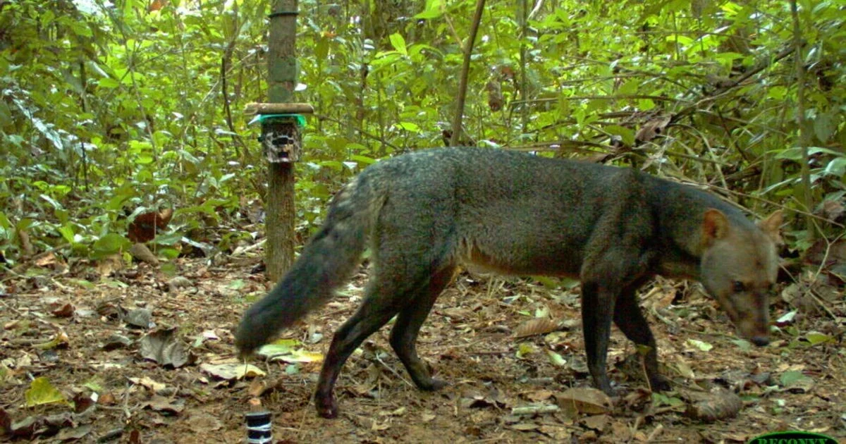 Cão das orelhas curtas: estudo revela que Atelocynus microtis é mais comum na Amazônia do que se pensava