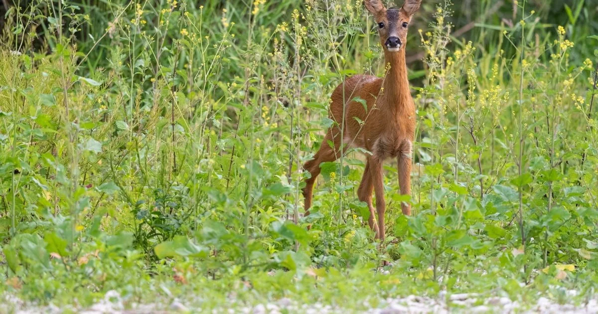 Capriolo resgatado no canale Ledra: bombeiros de Udine libertam fêmea exausta
