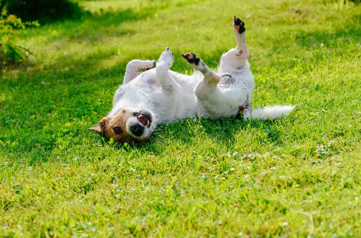 Carrapatos em alta: como se proteger (e proteger seu cão) com um spray natural e medidas práticas