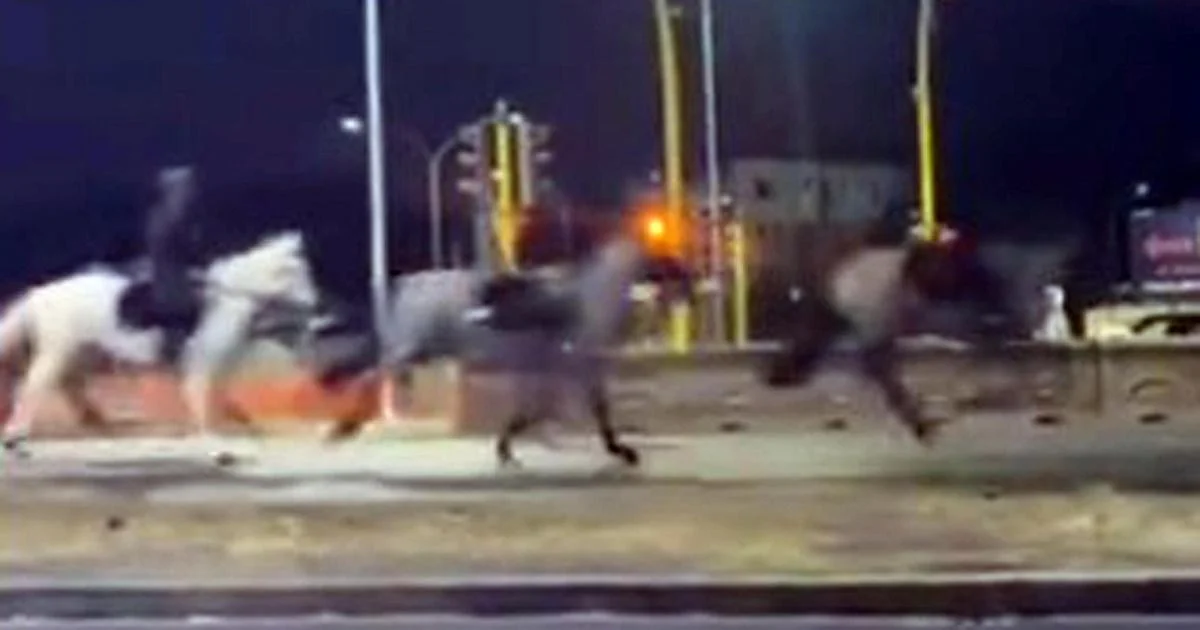 Cavalos em fuga durante treino para a parada: áudio de militar revela caos e feridos