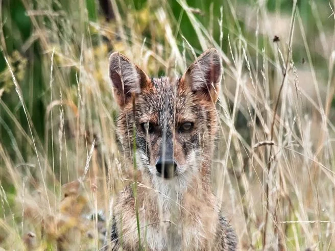 Chacal-dourado avança pela Europa impulsionado pelo 'escudo humano' que afasta lobos