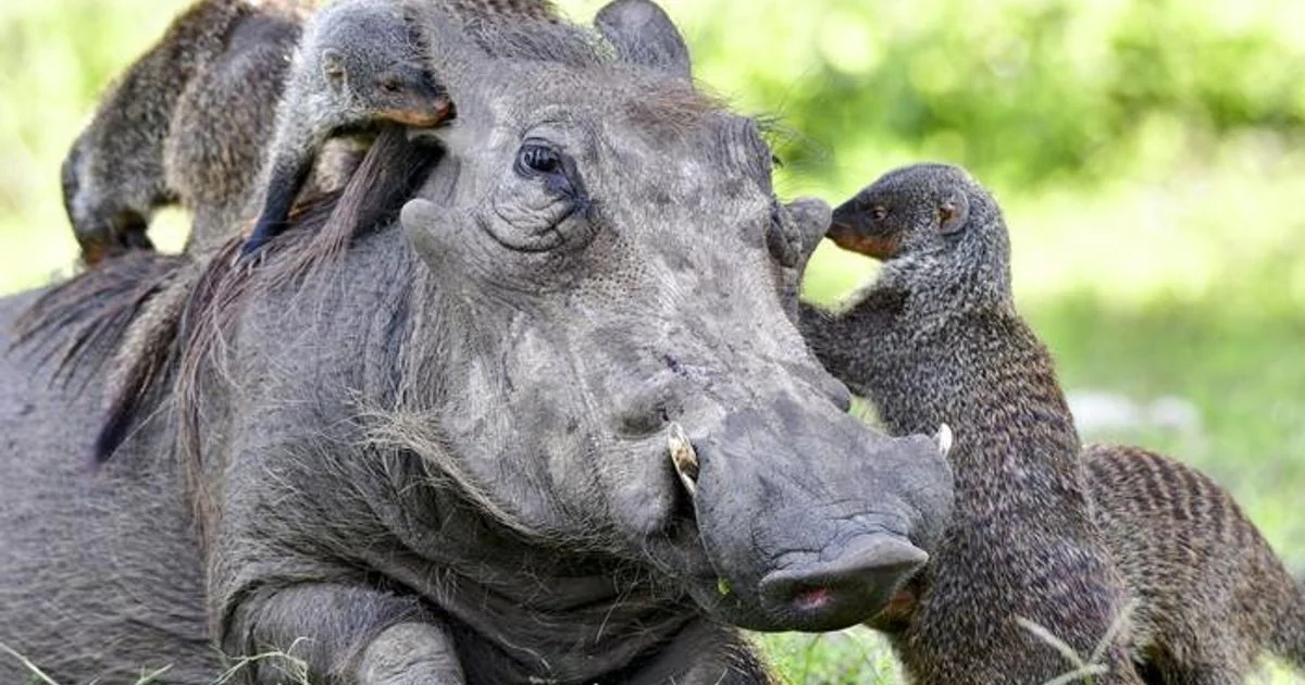 Como diferentes espécies se comunicam para cooperar: sinais, estratégias e vantagens ecológicas
