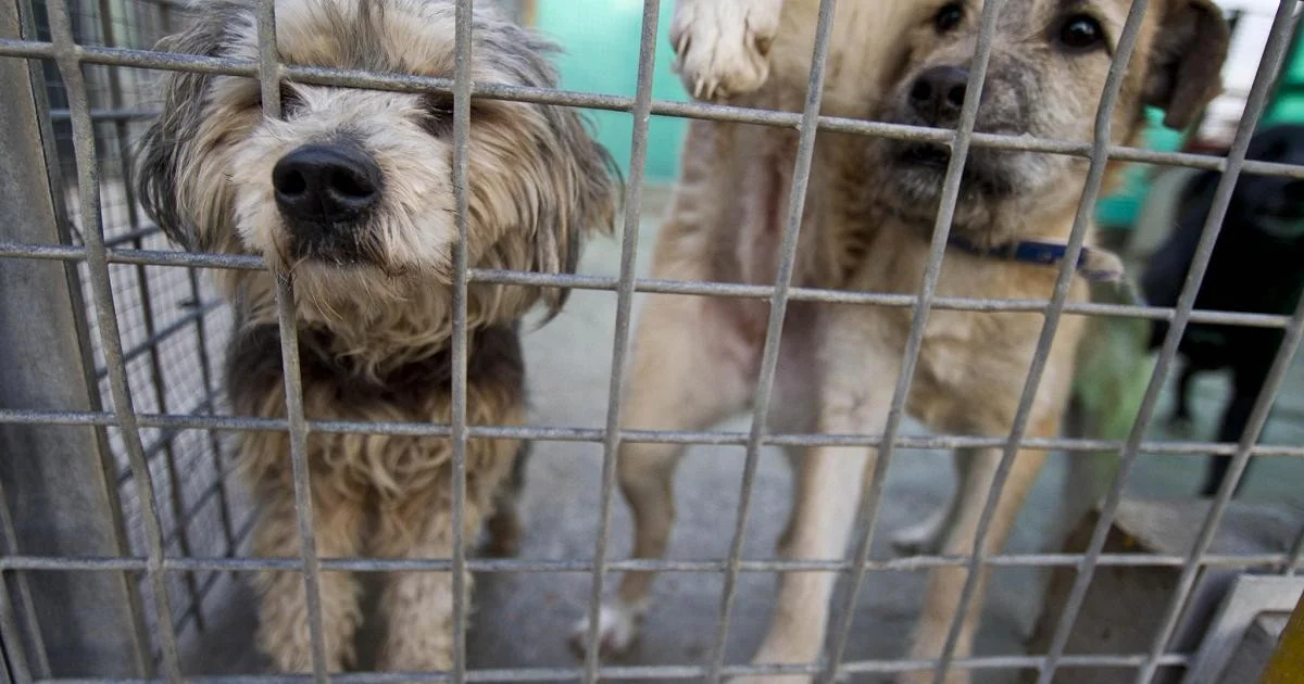 Coreia do Sul: desaparecimento em massa de cães de criação levanta suspeitas de abate e consumo antes da proibição