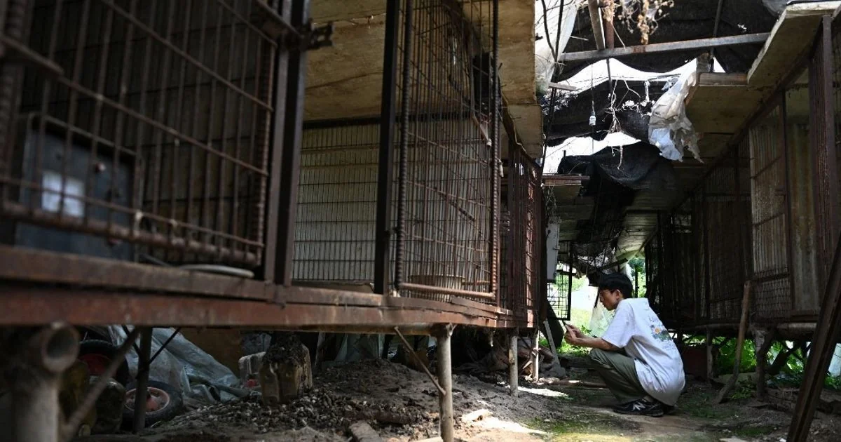 Coreia do Sul acelera fim da indústria: desaparecem milhares de cães com a chegada da proibição