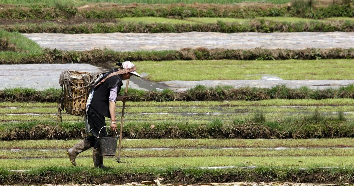 Crise alimentar: escassez de força de trabalho agrícola ameaça a sustentabilidade global, alerta estudo KAIST