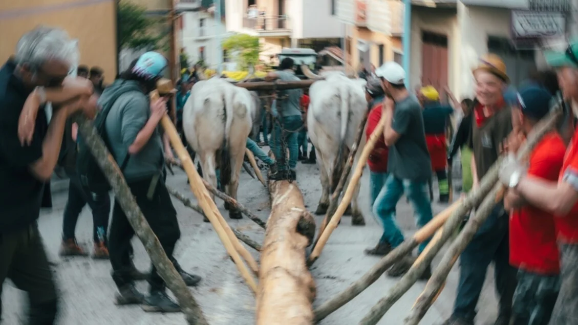 Festa da 'Ndenna: o casamento arbóreo mais antigo da Itália que floresce na Basilicata