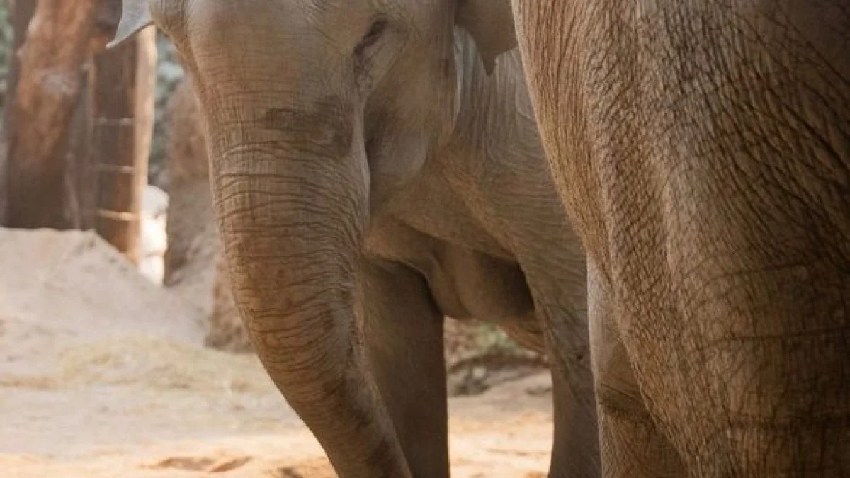 Filhote de elefante do Zoo de Zurique é eutanasiado um dia após o nascimento