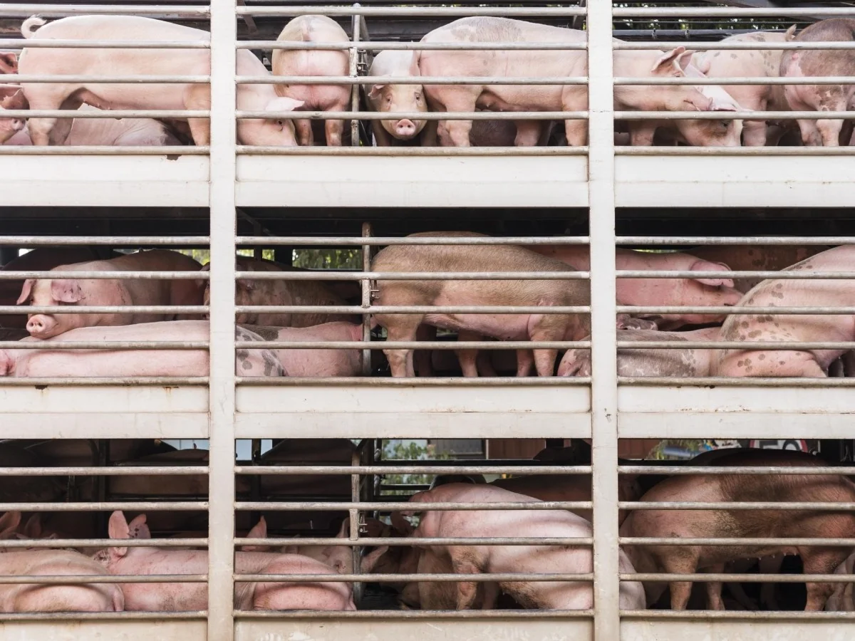 Chega de “viagens da morte”: mais de 130 vozes pedem fim do transporte de animais vivos