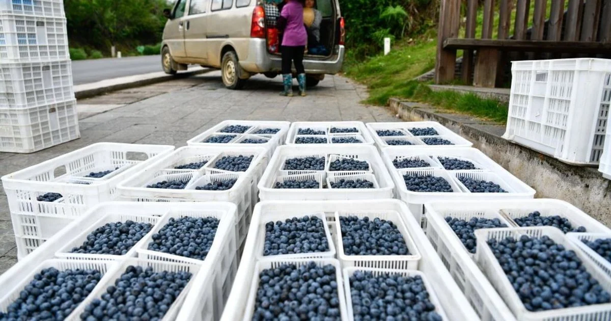Nem Toda Fruta Protege o Coração: O Que Realmente Importa na Dieta