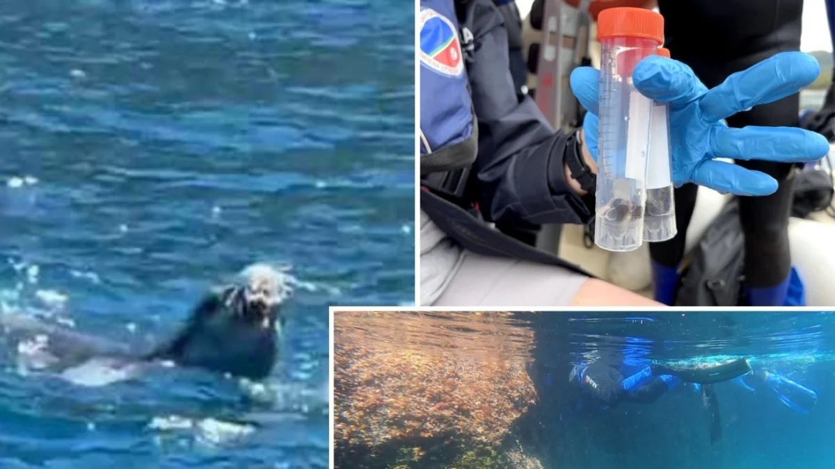 Fototrappole e eDNA: como Punta Campanella monitora a volta da foca monaca
