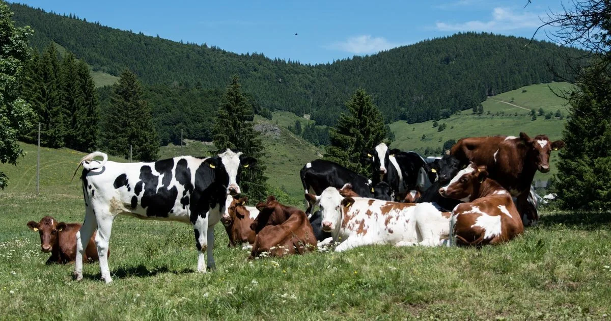 H5N1 em vacas: apenas dez partículas bastam e o vírus prefere as glândulas mamárias