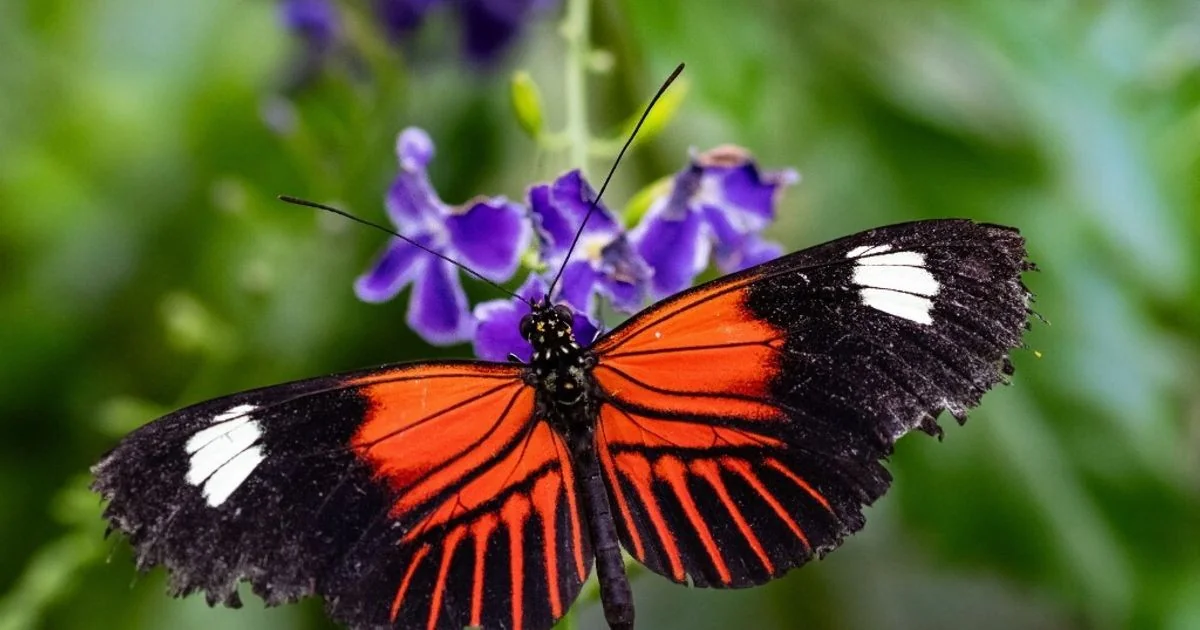 Por que as borboletas Heliconius vivem quase um ano: o mecanismo da longevidade revelado