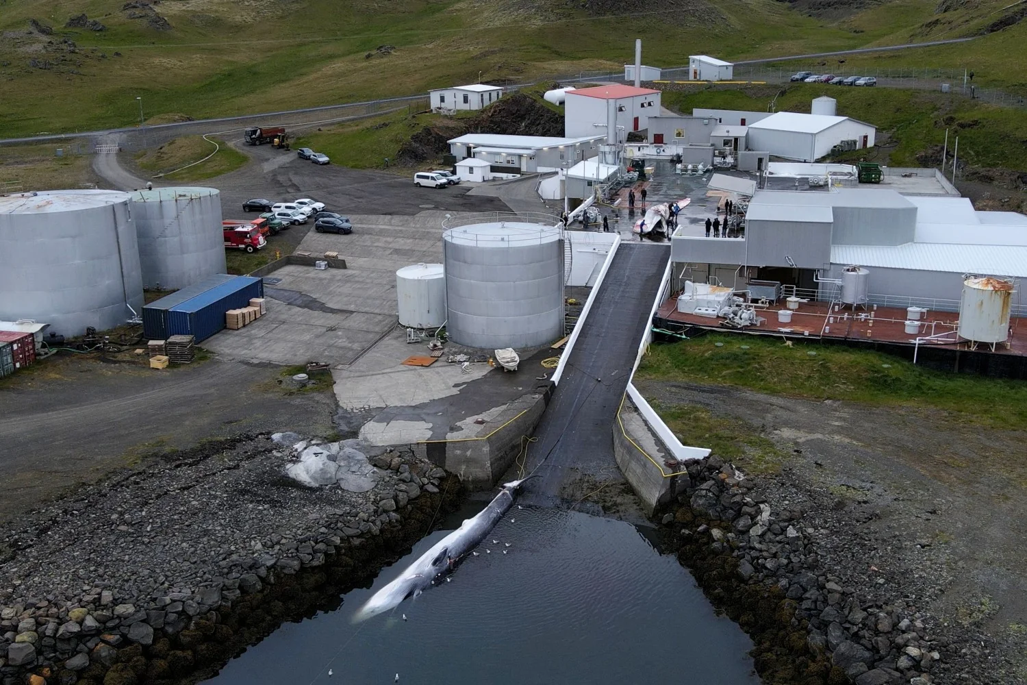 Islândia retoma caça comercial: duas baleias-comuns abatidas e levadas a Hvalfjörður