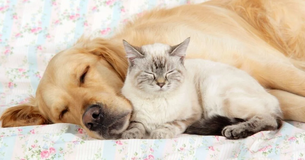 Paixão por pets: mais da metade das famílias italianas tem pelo menos um animal